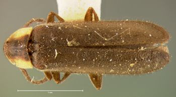 Media type: image;   Entomology 2777 Aspect: habitus dorsal view
